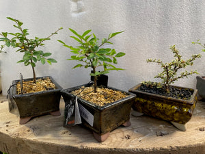 Assorted bonsai