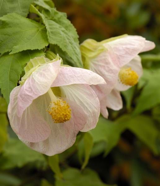Abutilon