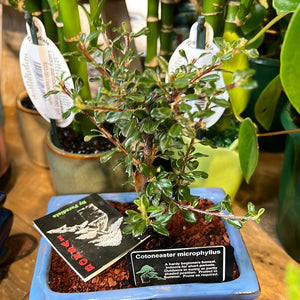 Assorted bonsai