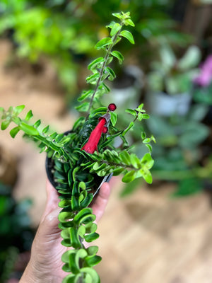 Aeschynanthus twisted Lipstick plant