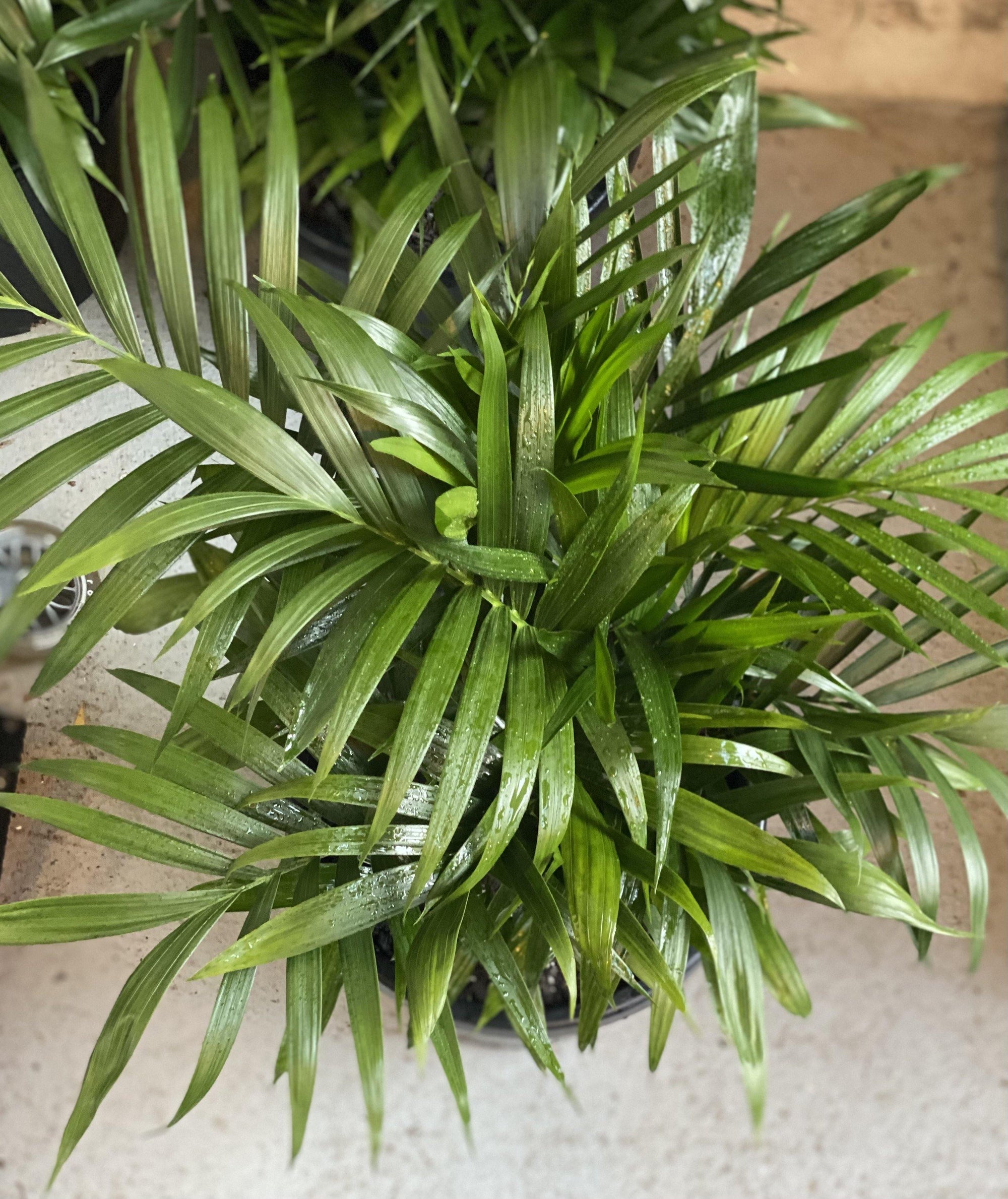 Chamaedorea atroviren cascade palm - Artisans Garden Nursery