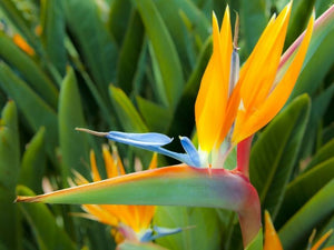 Strelitzia parvifolia