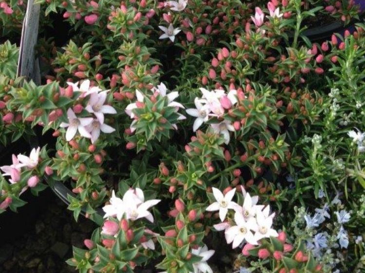 Philotheca Buxifolia "cascade of stars"