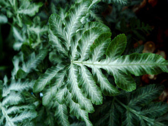 Pteris ensiformis "Victoria"