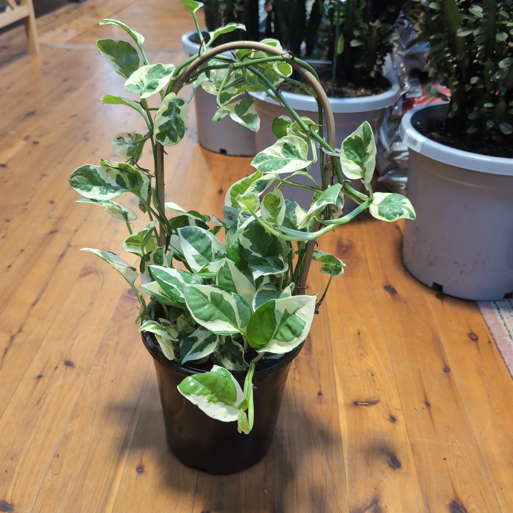 snow queen pothos plant Pothos Epipremnum aureum snow queen
