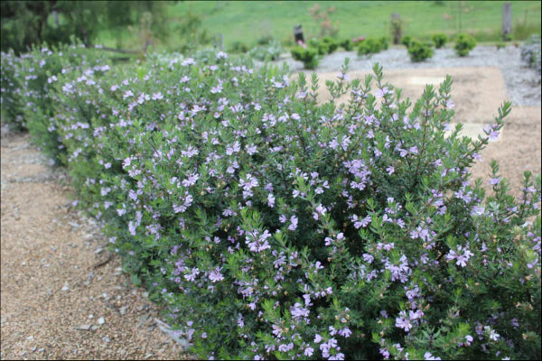 Westringia Naringa