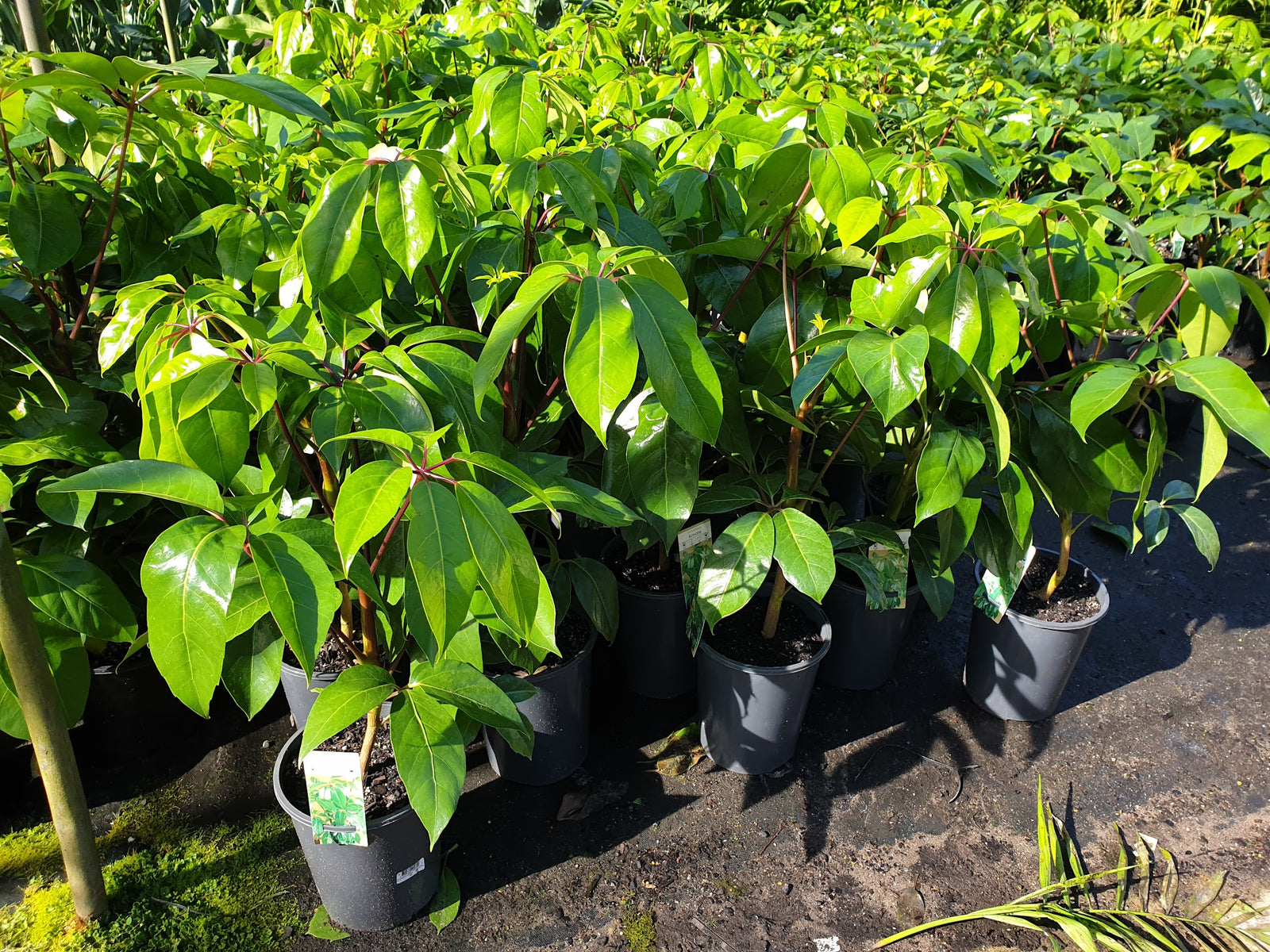 Schefflera  (umbrella tree)