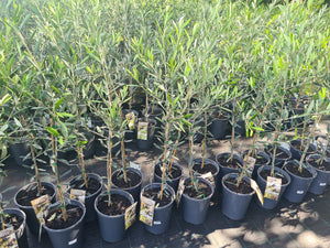 Olive Tree