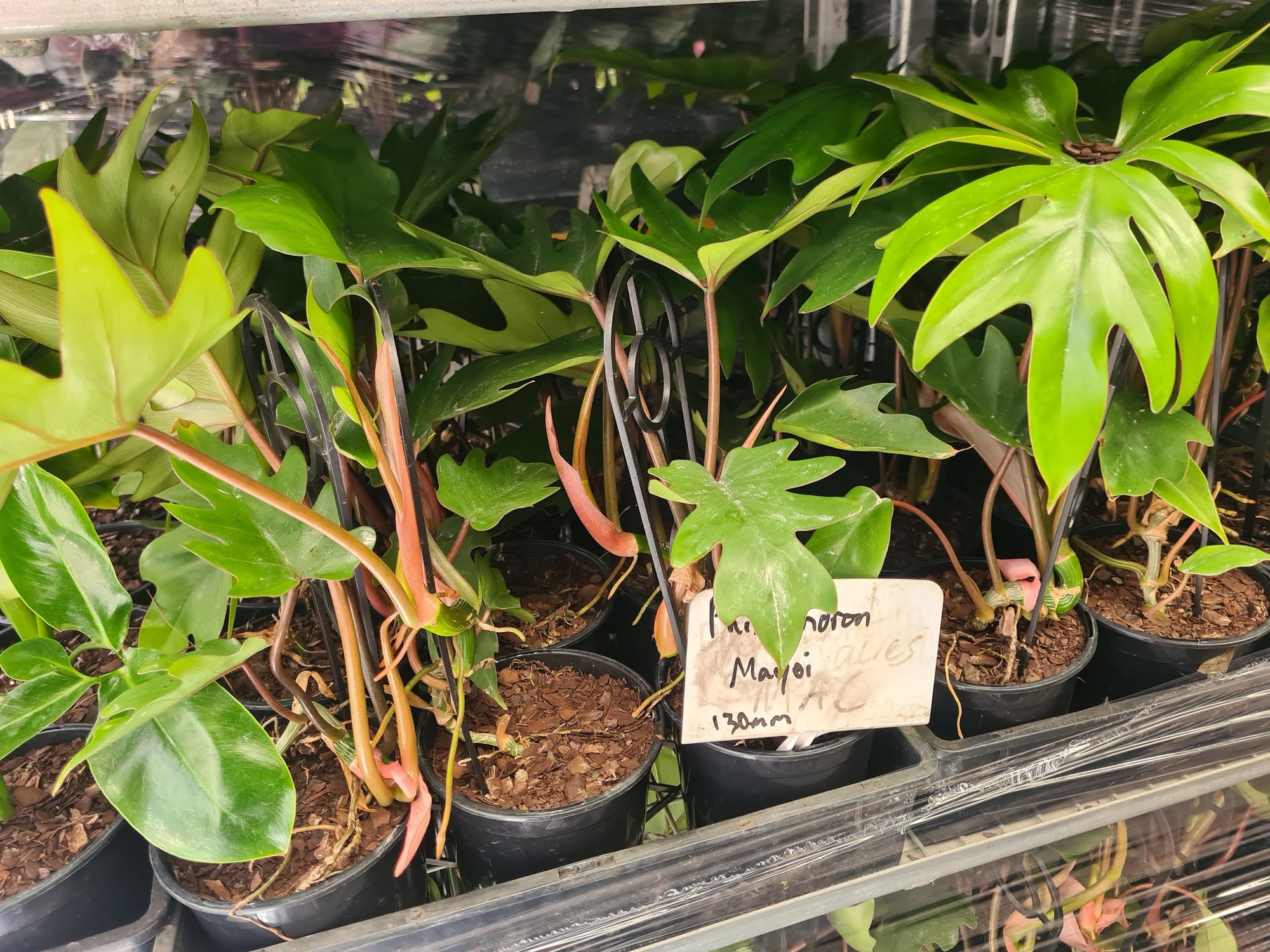Philodendron Mayoi