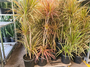 Dracaena marginata