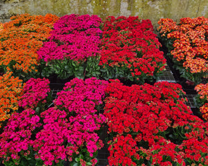 Kalanchoe Blossfeldiana Calandiva mixedColours