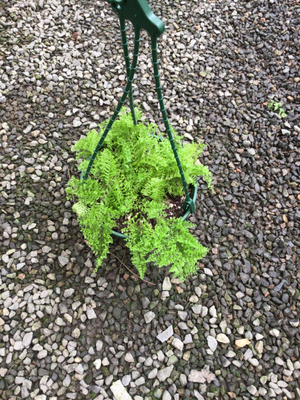 Fern Nephrolepis "Cotton Candy" fern