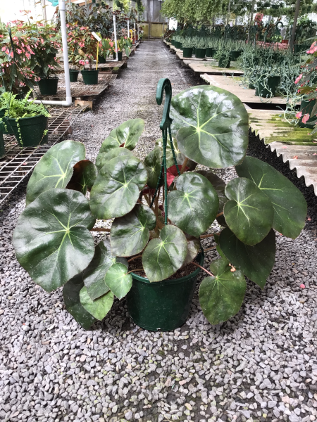 Begonia "Beefstake"
