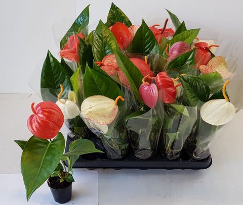 Anthurium andraeanum 90mm