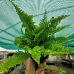 Nephrolepis fern fluffy ruffles