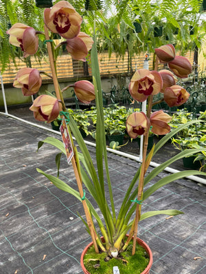 Cymbidium orchid
