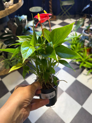 Anthurium andraeanum  "Flamingo"