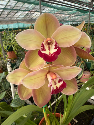 Cymbidium orchid