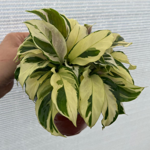 Calathea Thai Beauty