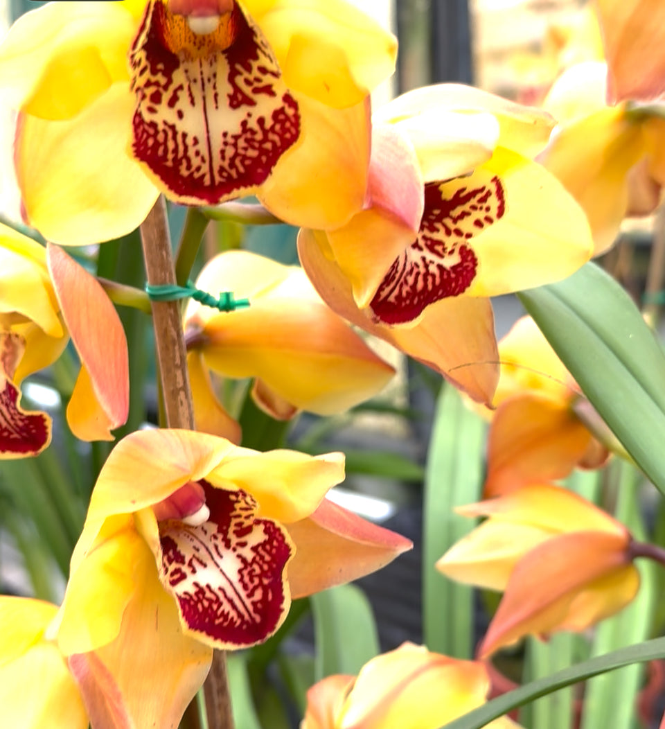Cymbidium orchid