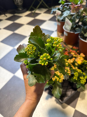 Kalanchoe Blossfeldiana