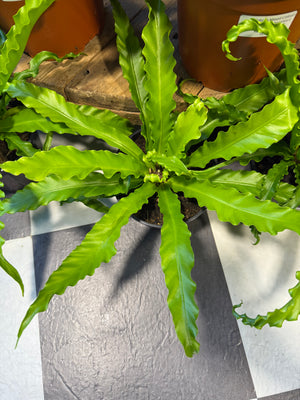 Asplenium Osaka "Birds Nest Fern"