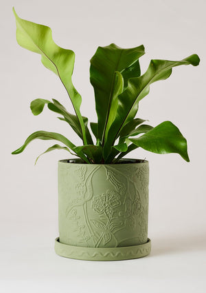 Callista Plant Pot olive - Angus & Celeste