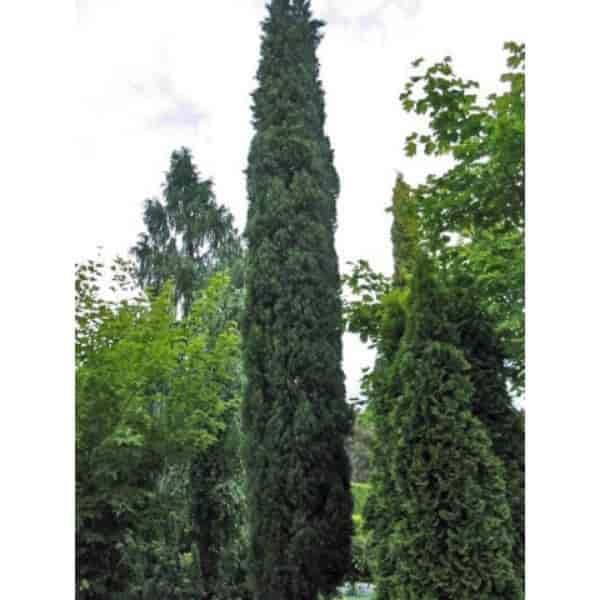 Cupressus Semprevirens Glauca "Pencil Pine"