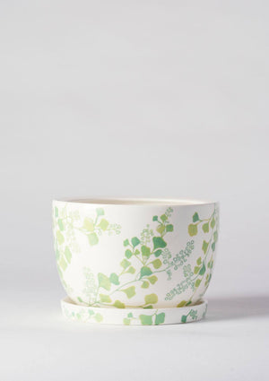 Angus & Celeste Decorative Pot Plant