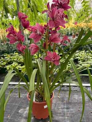 Cymbidium orchid