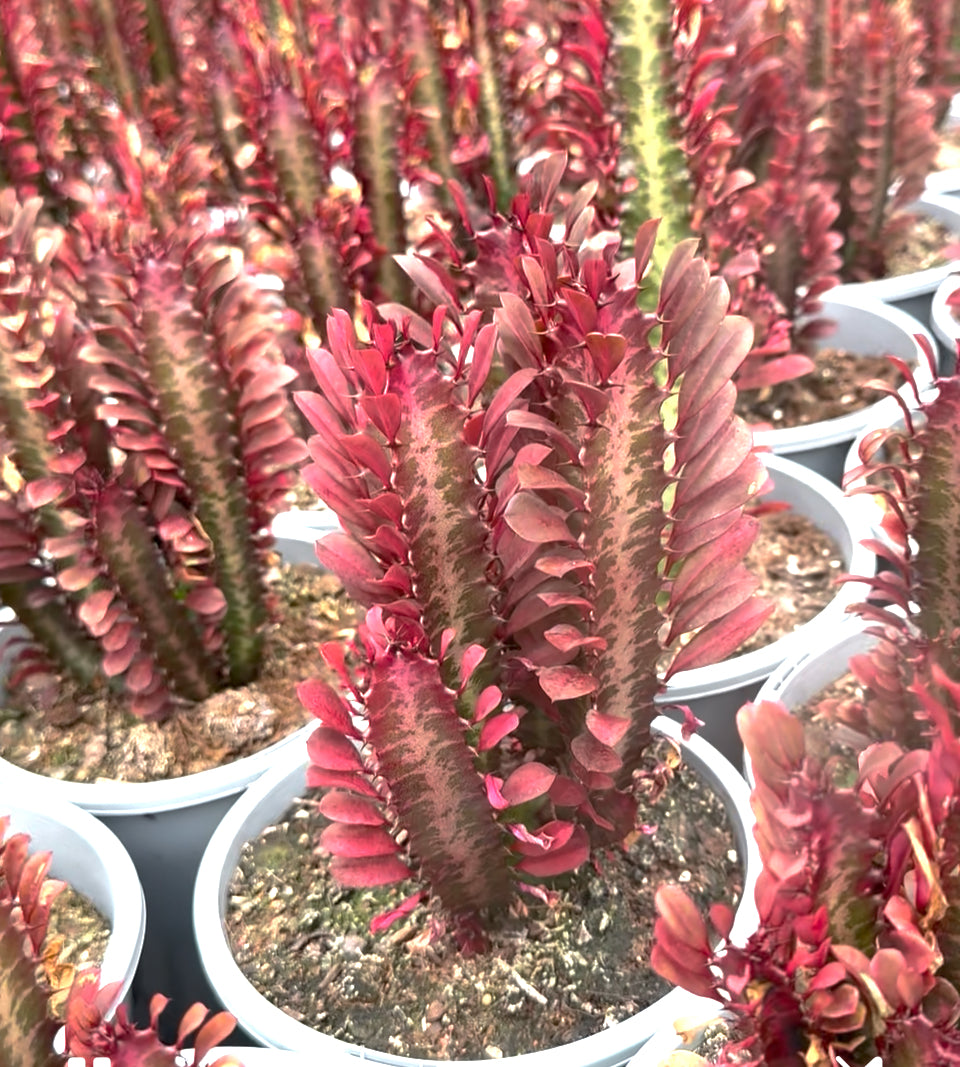 Euphorbia trigona red, African milk tree