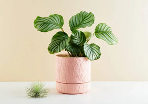 Angus & Celeste Folia Relief Pot