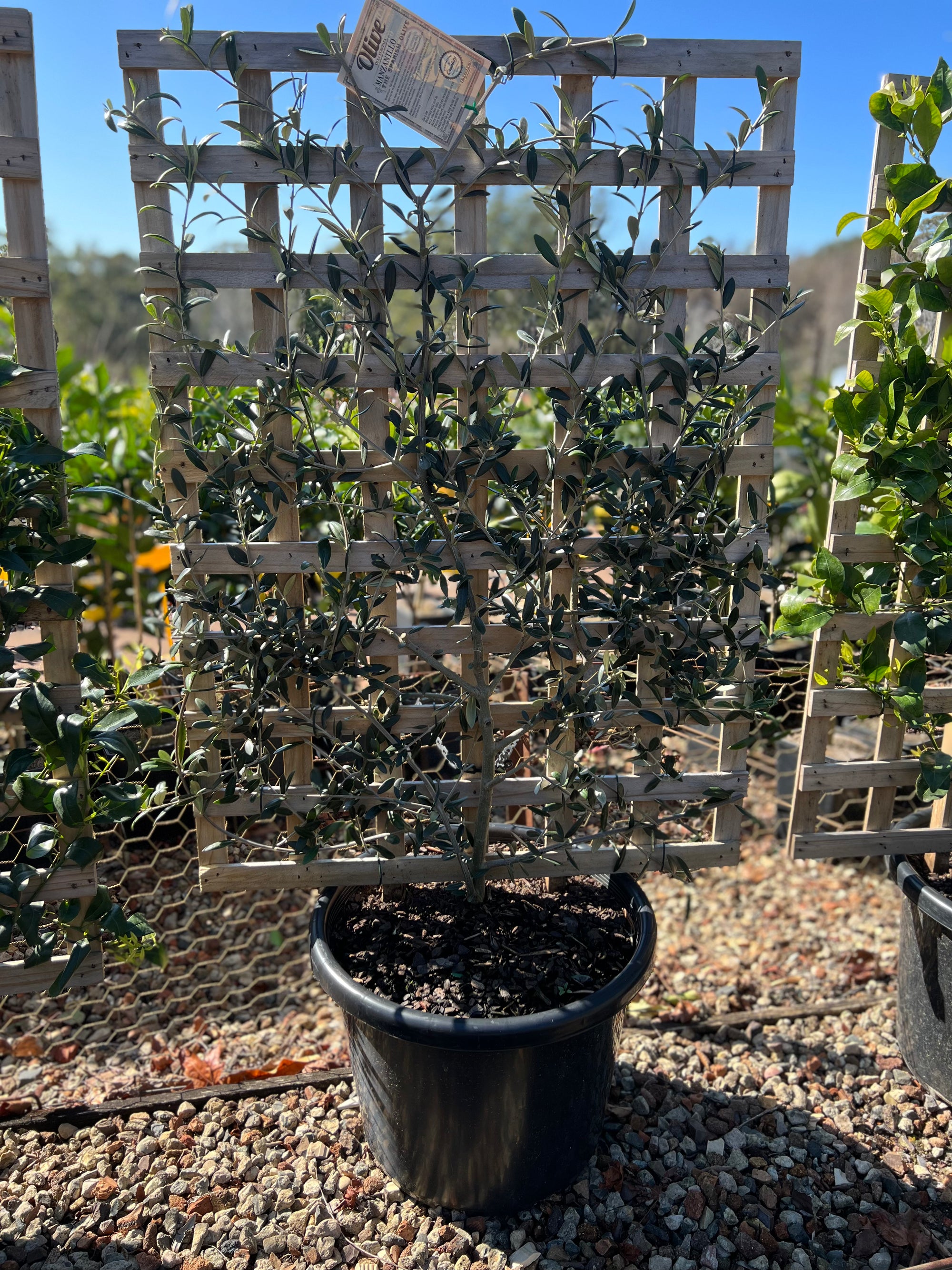 Espalier Olive tree