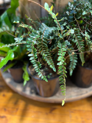 Pellaea rotundafolia button fern