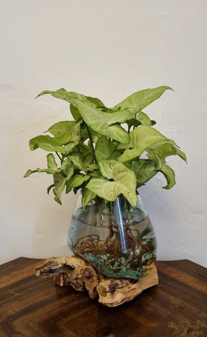 Glass terrarium on driftwood pot