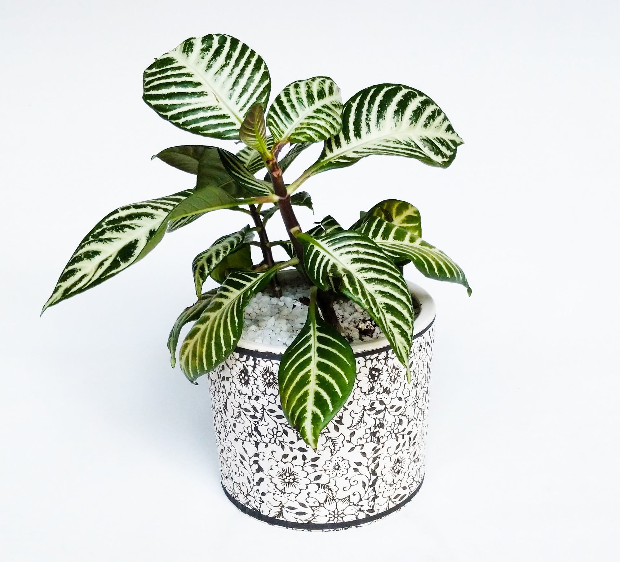 potted plant gift
