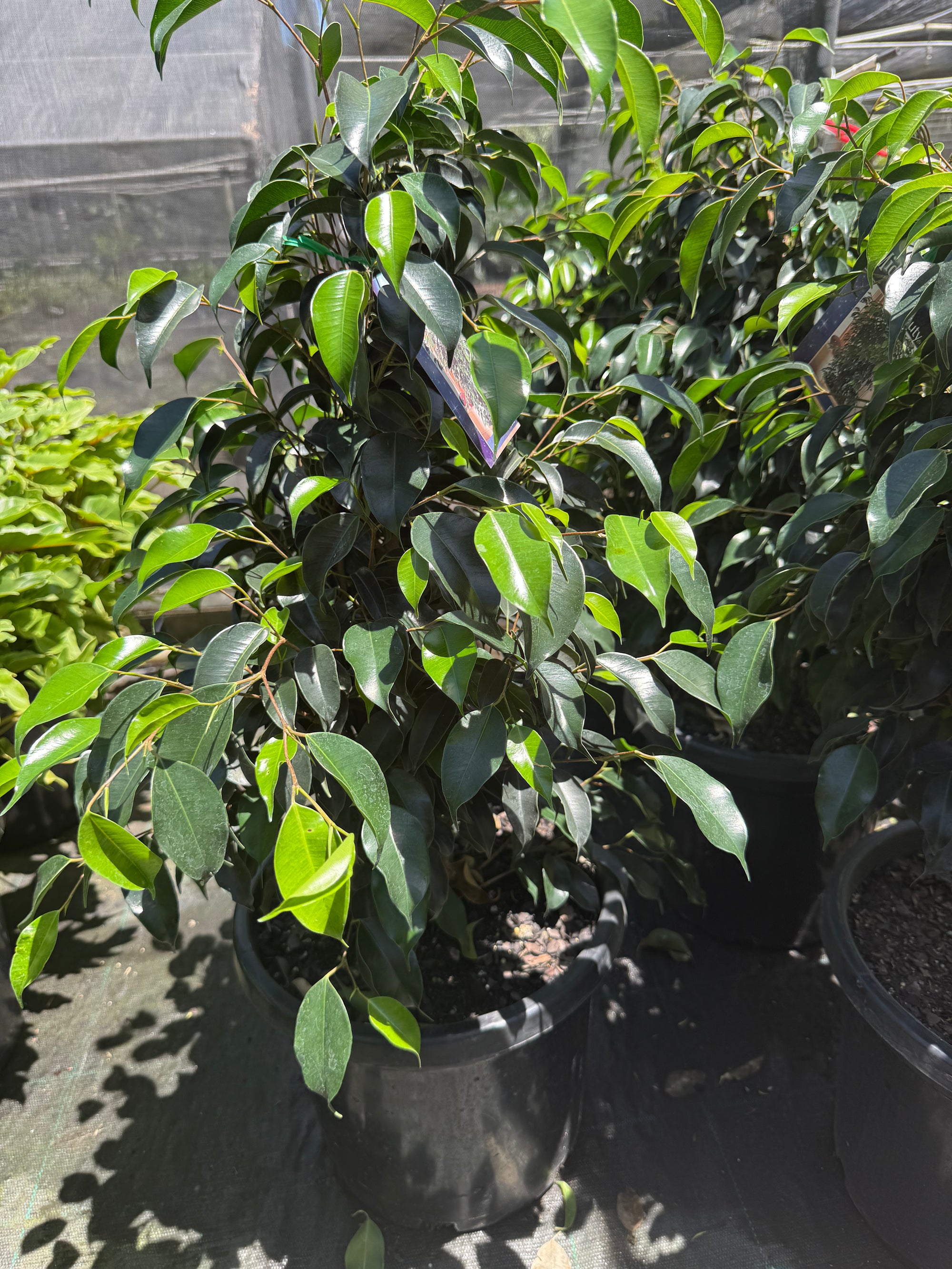 Ficus Benjamina Midnight