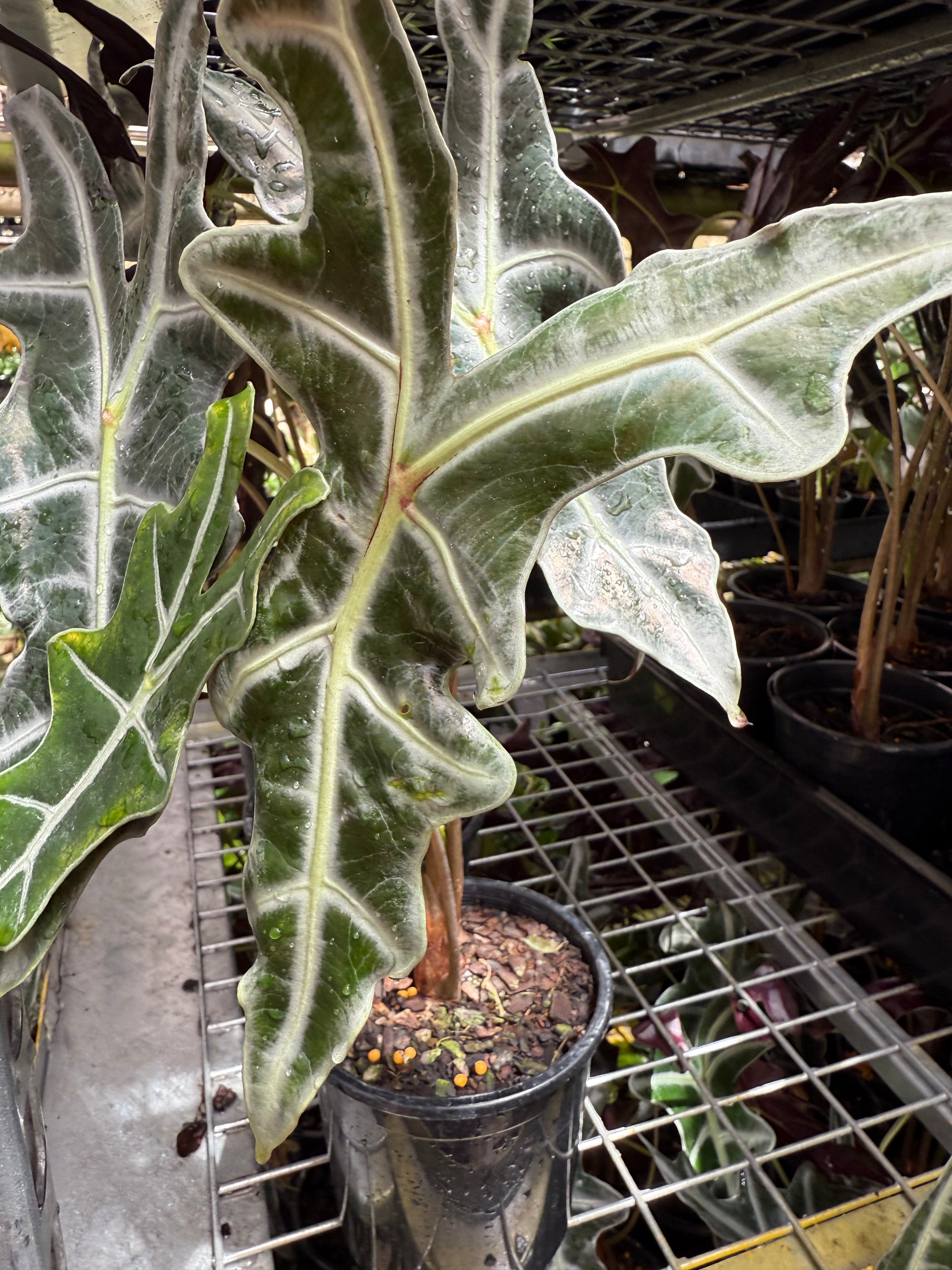 Alocasia sanderiana nobilis "RARE"