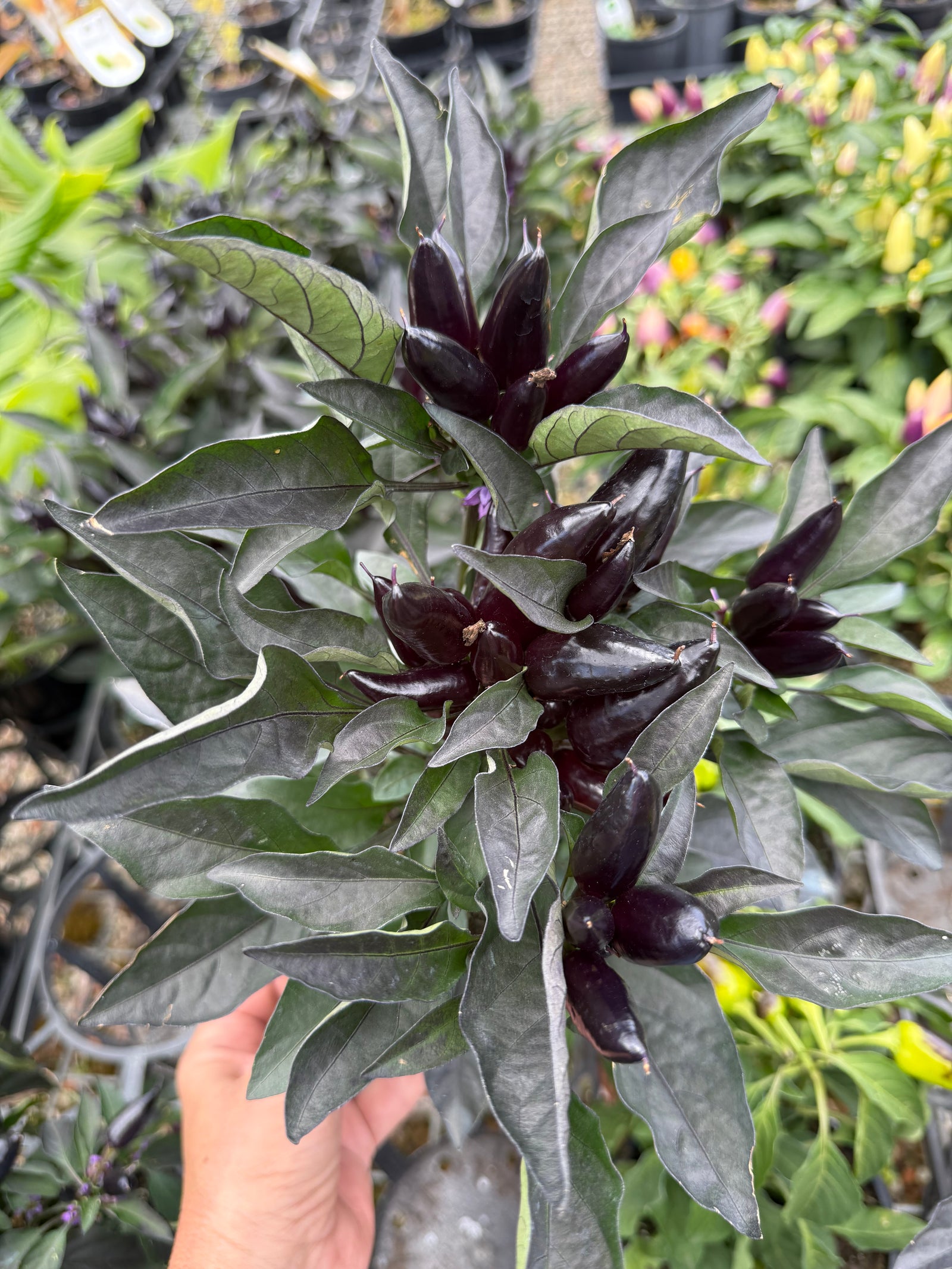 "Ebony Fire" Chilli