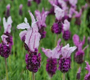 Lavender Pedunculata - mixed Pink, Purple and White