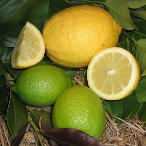 Lemon Eureka "Citrus limon Eureka"