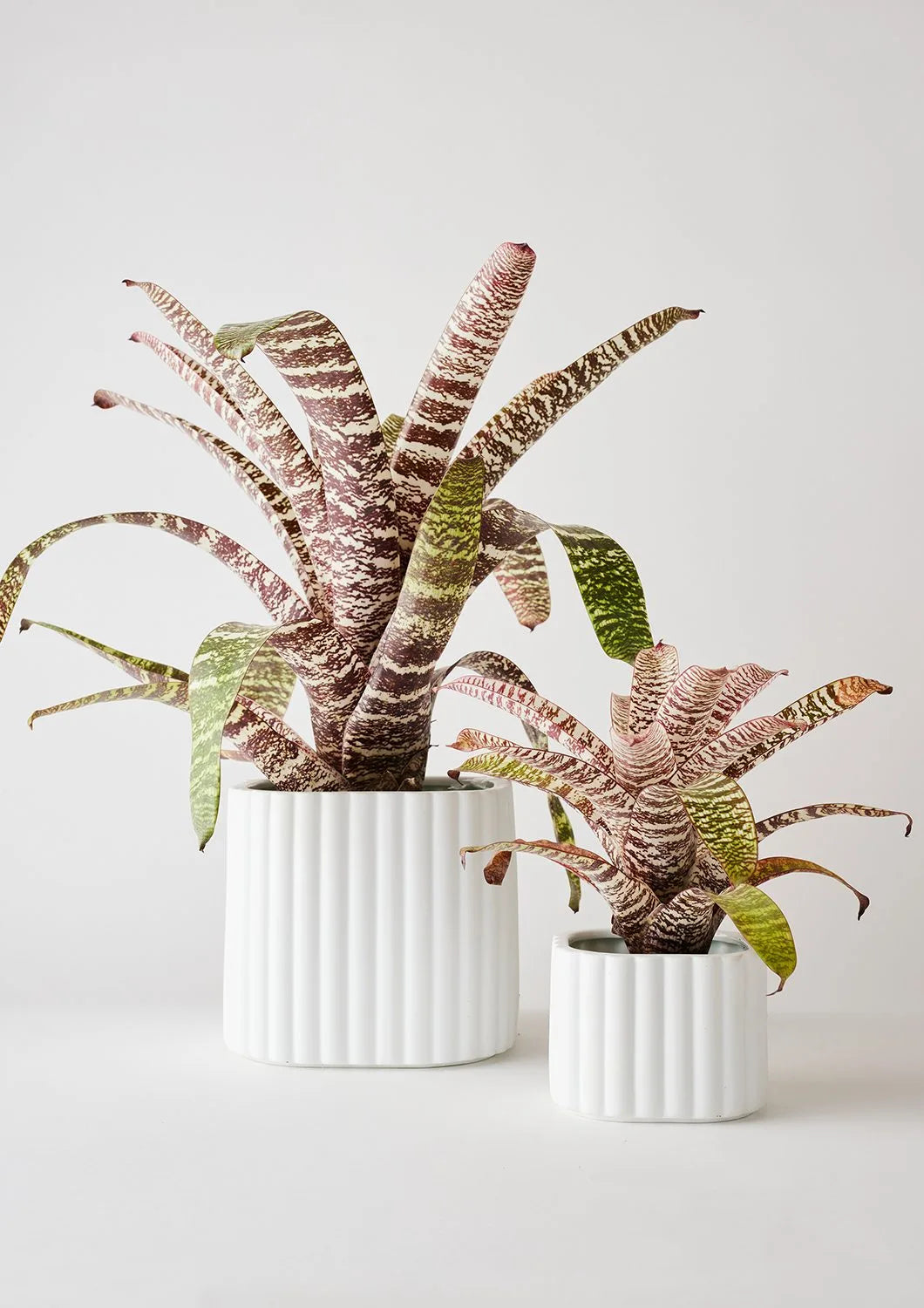 Angus & Celeste Modular Pots