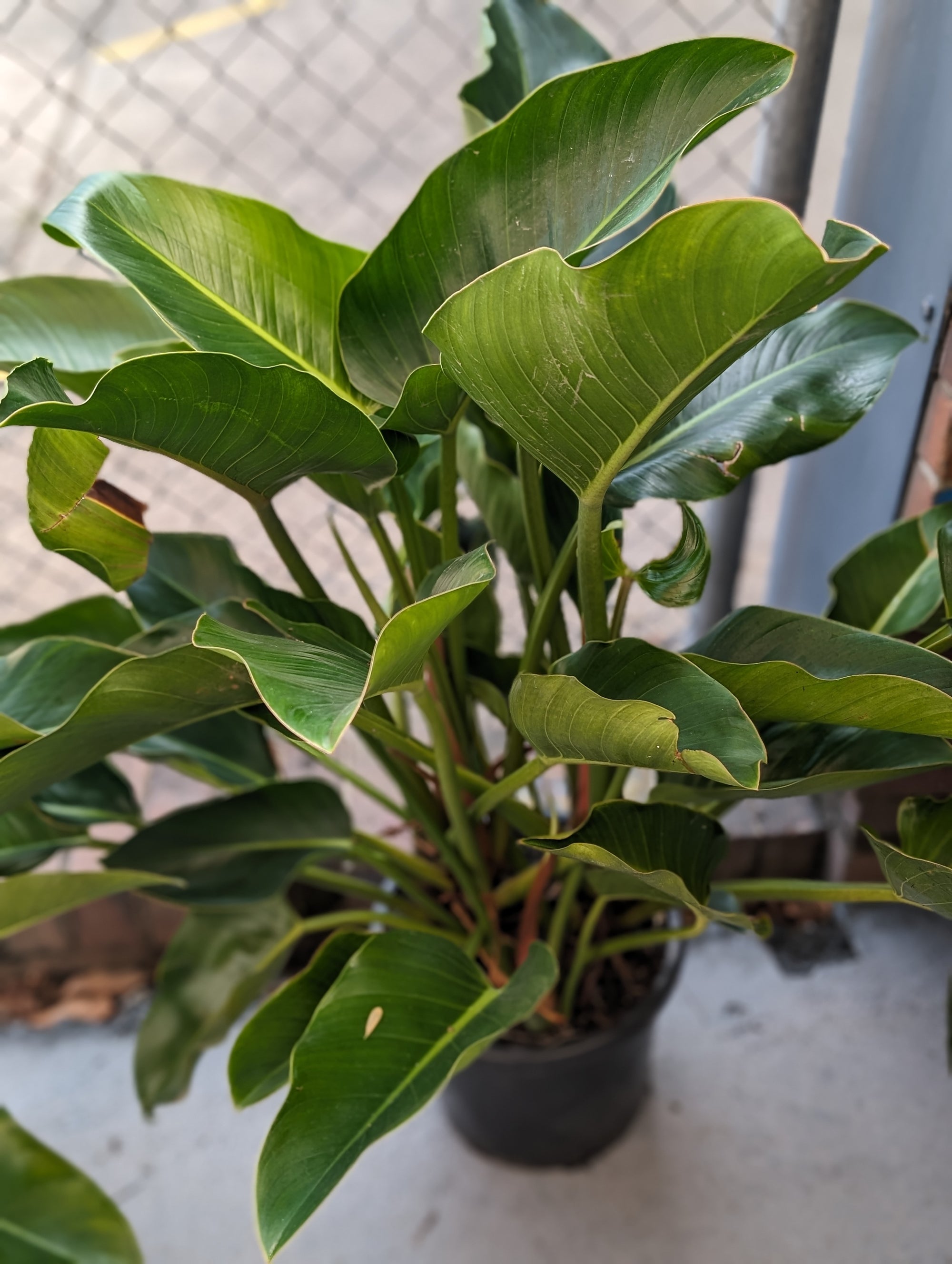 Philodendron Congo