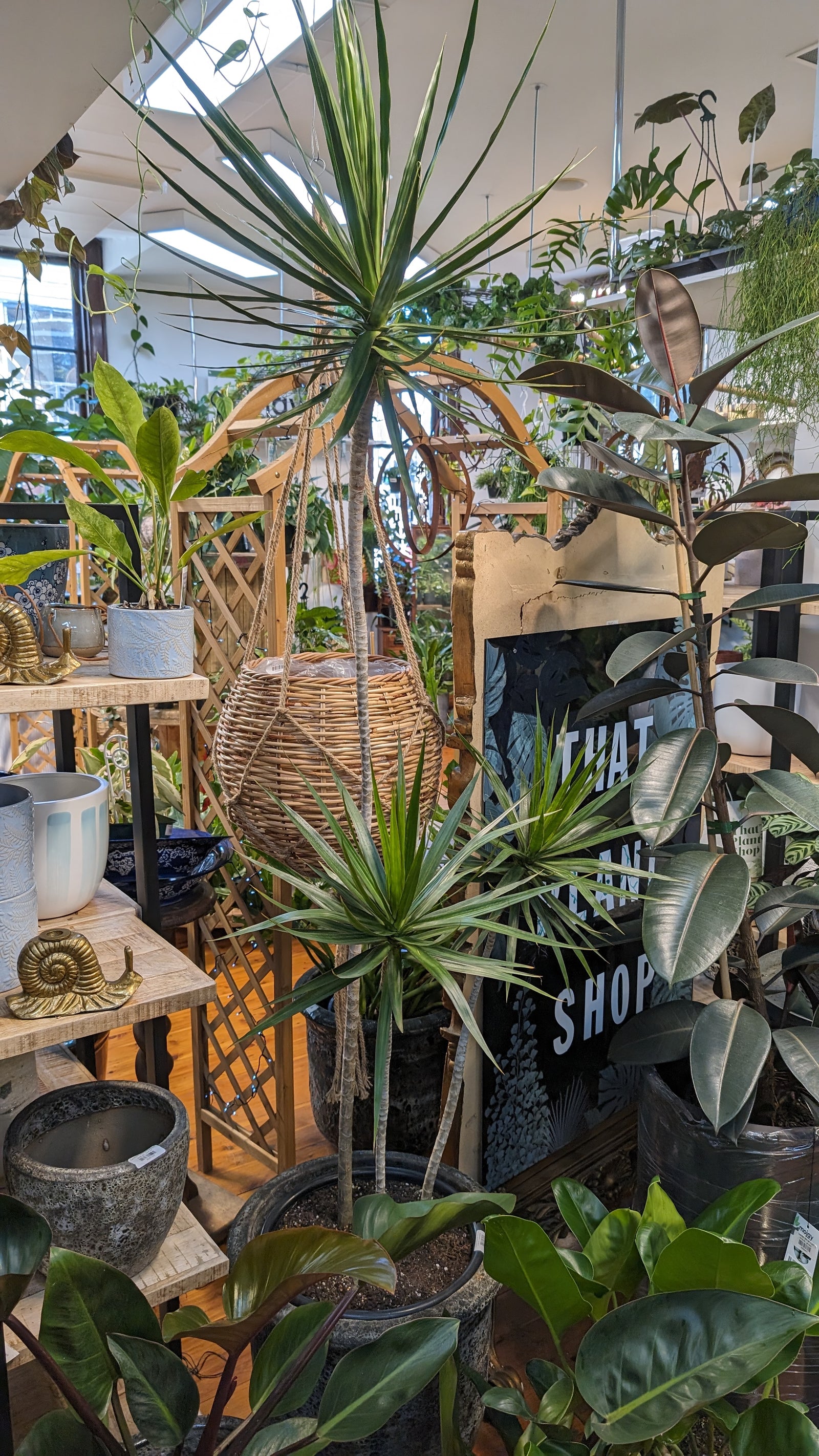 Dracaena marginata