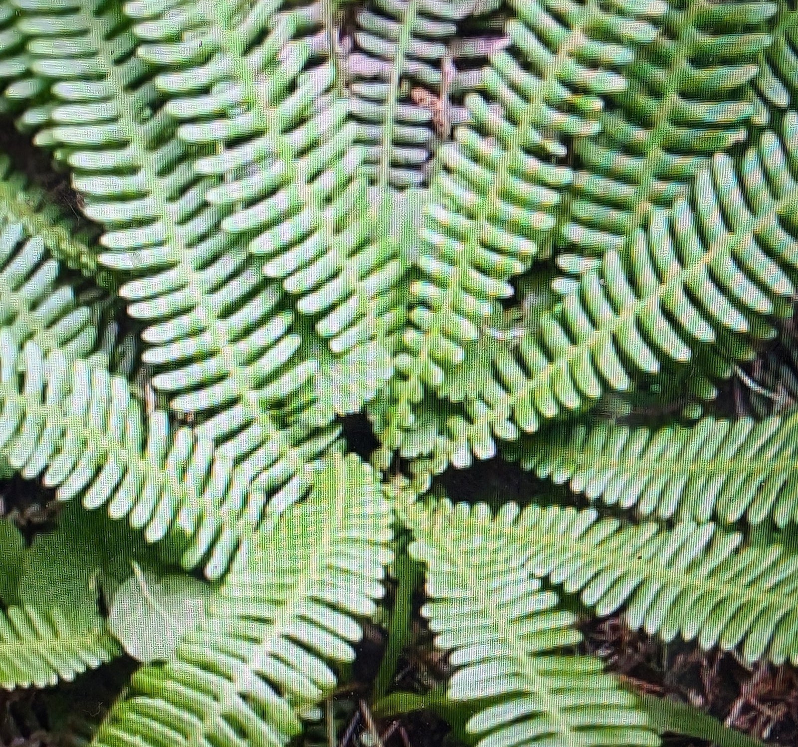 Fern /terrarium potting mix