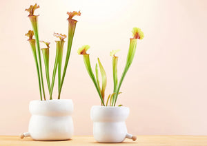 Angus & Celeste Plant Pourer Pod