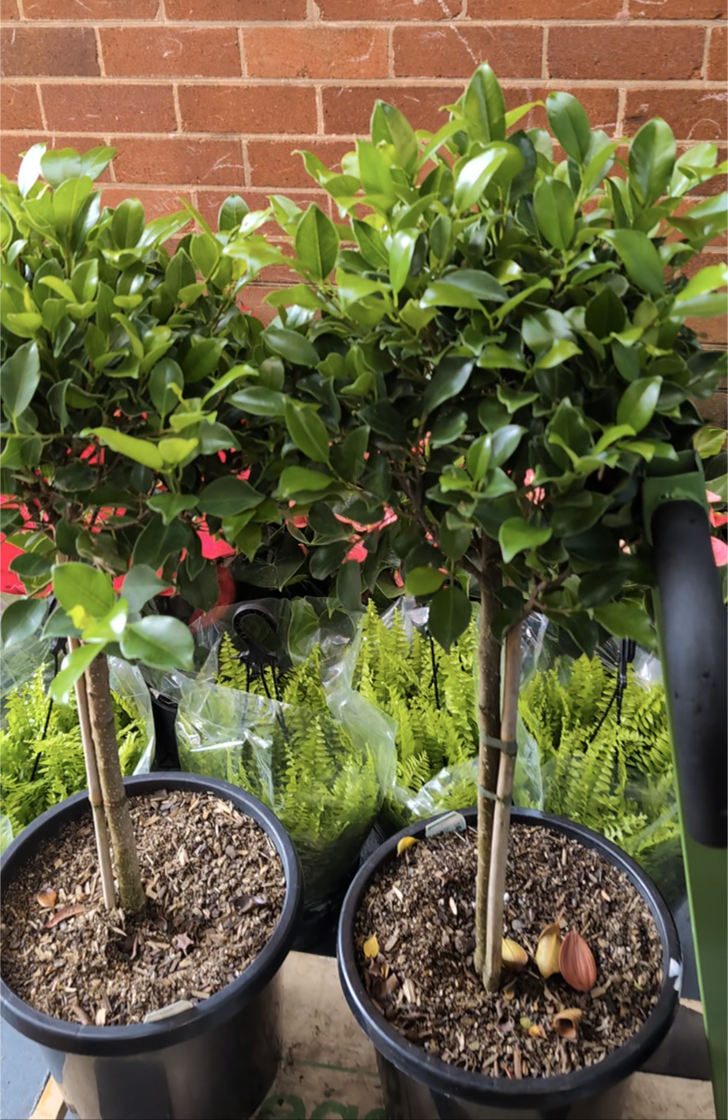 Ficus Emerald standard figs