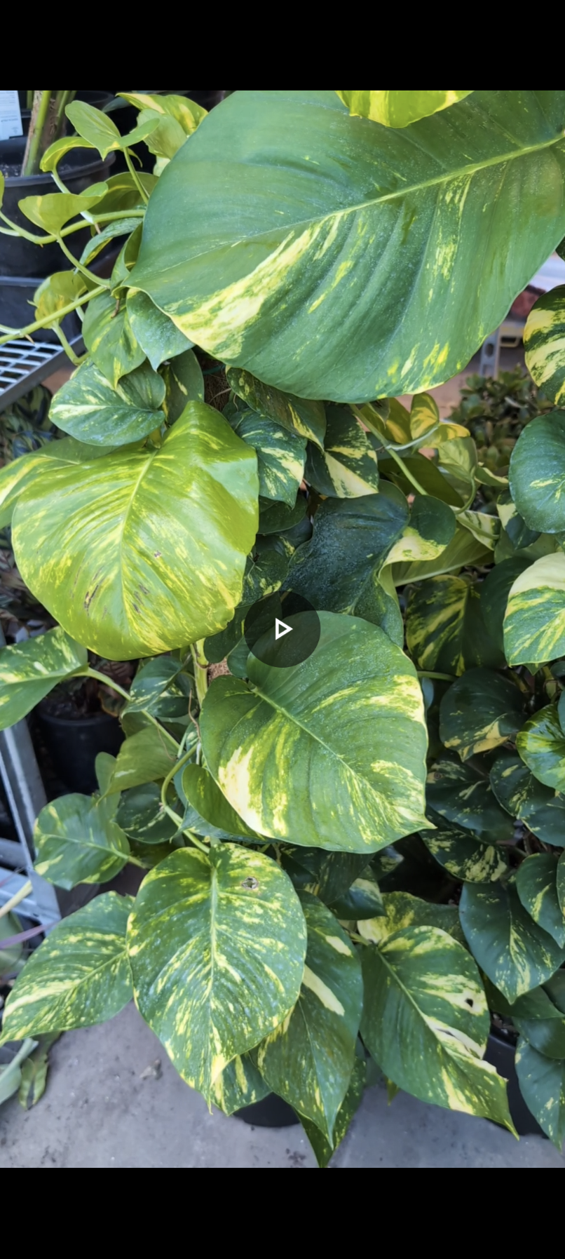 Epipremnum aureum 'Hawaiian' totem Ex Large