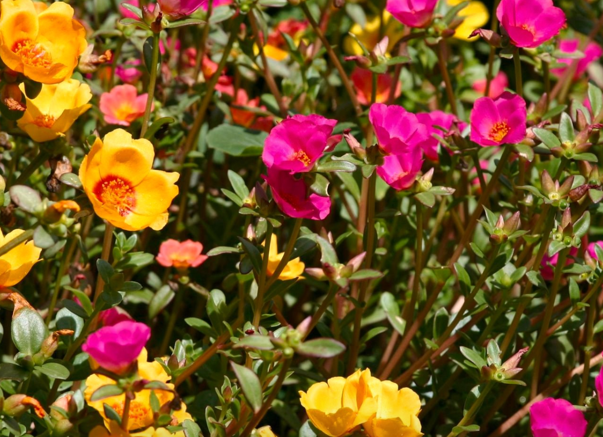 Portulaca Mixed Colours