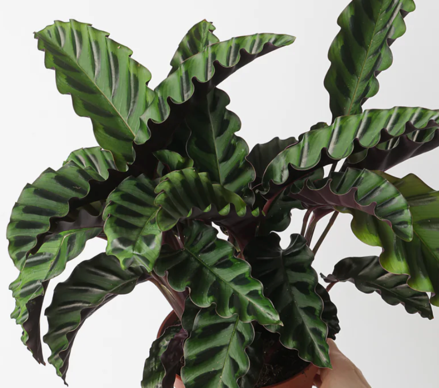 Calathea Velvet Glory
